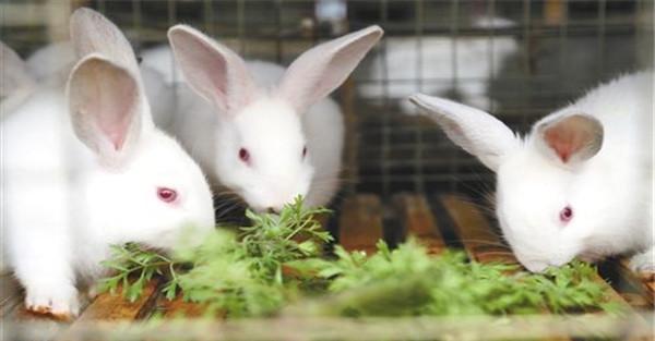 喂新鲜、优质的饲料