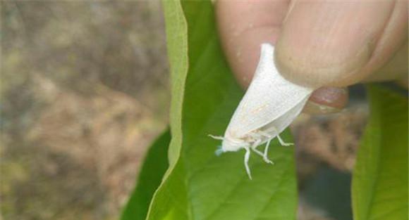黄皮白蛾蜡蝉的防治
