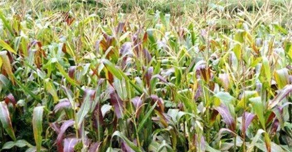 缺磷的植物有什么症状