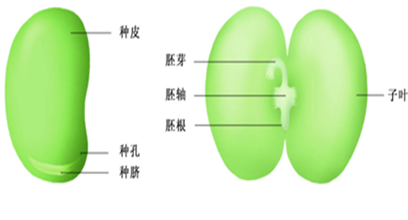 蚕豆种子结构图