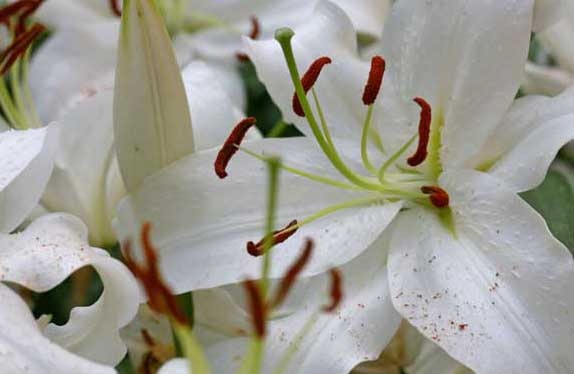 百合花种植方法