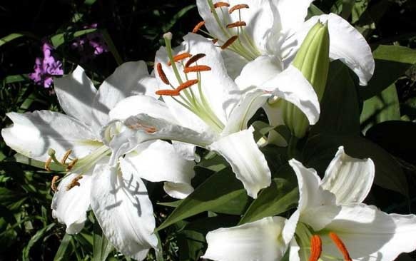 百合花种植方法