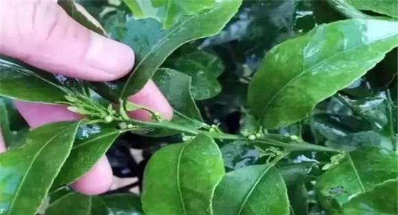 促进花芽分化的方法