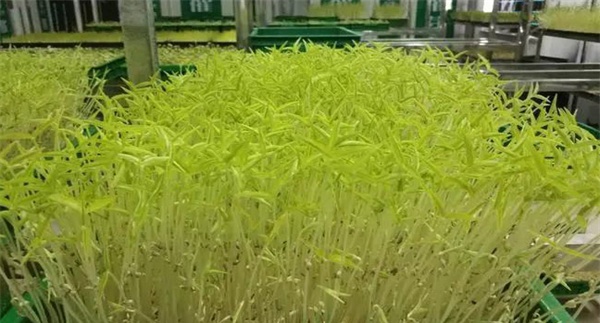 花椒芽苗菜如何进行工厂化