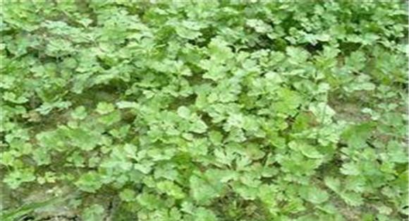 香菜种植时间和方法