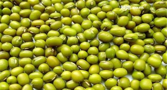 绿豆怎么防虫蛀
