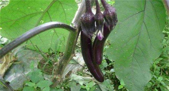 茄子菌核病的防治方法