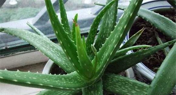 芦荟繁殖方法