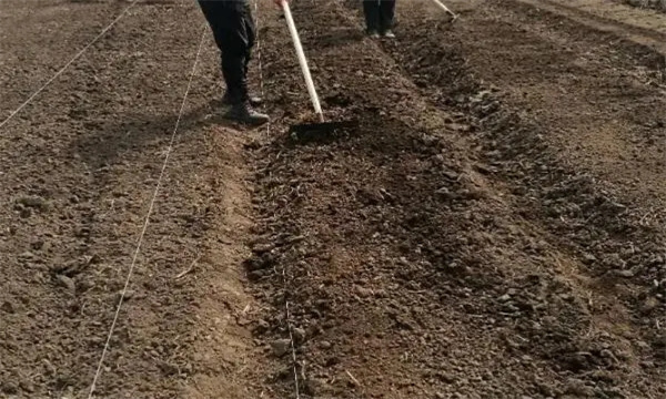 辣椒育苗土如何用生物有机肥配制