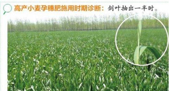 麦田中后期重点是浇水与防治病虫害