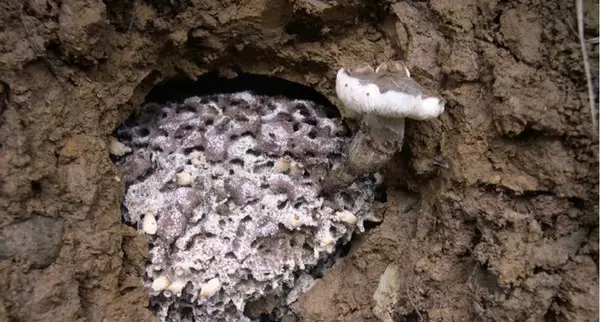白蚁和鸡枞菇的共生关系