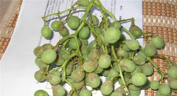 葡萄霜霉病的防治技术要点