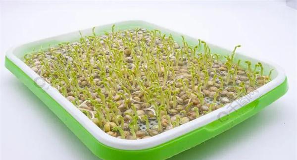 培育豌豆芽苗菜的水为什么会变绿