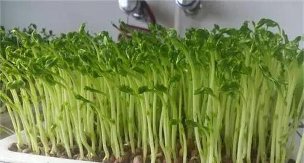 培育豌豆芽苗菜