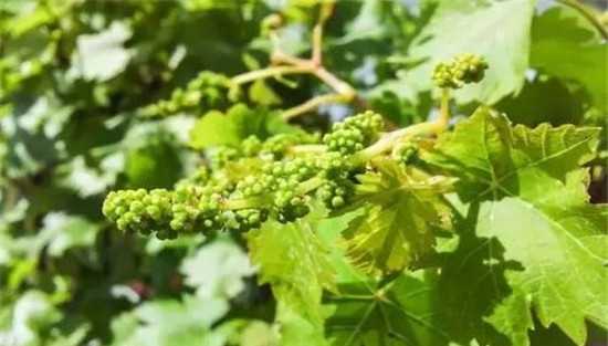 怎样使葡萄一年结二次果?