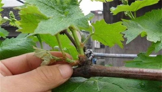 诱发夏芽萌发结二次果