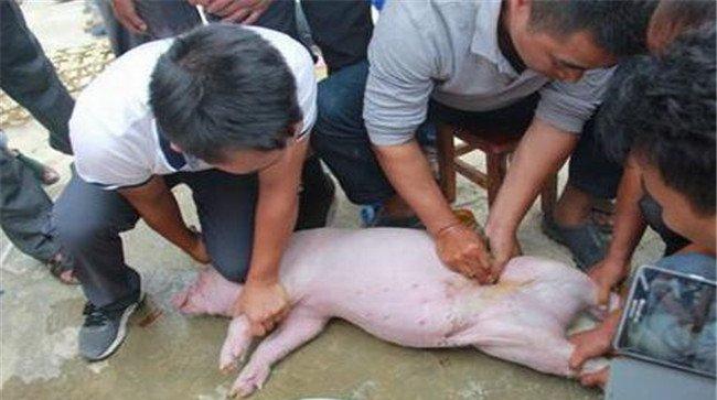 仔猪去势技术要点及注意事项