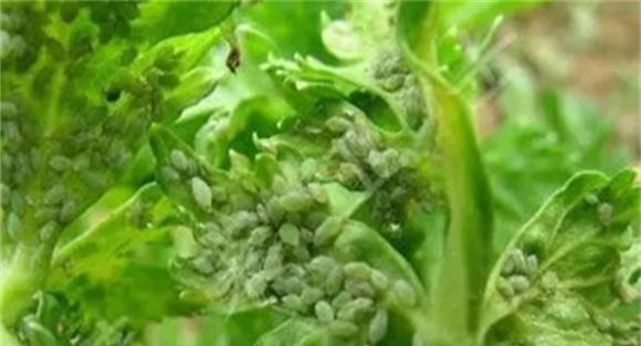 物理防治芹菜蚜虫
