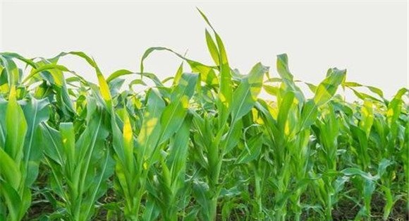 鲜食玉米高产栽培技术