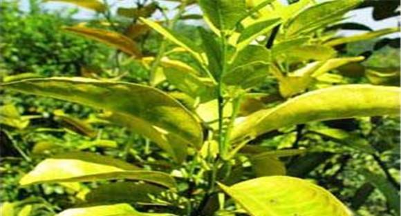 柑橘种植之黄化树如何恢复树势