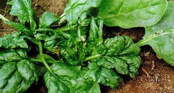 菠菜病毒病的危害症状、传播途径与发病原因
