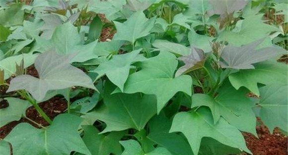红薯膨大素使用方法