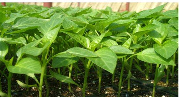 甜椒种植技术与管理方法