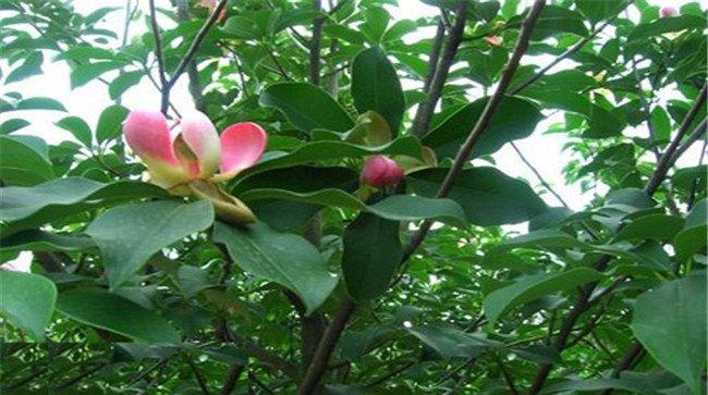 木莲是常绿还是落叶植物