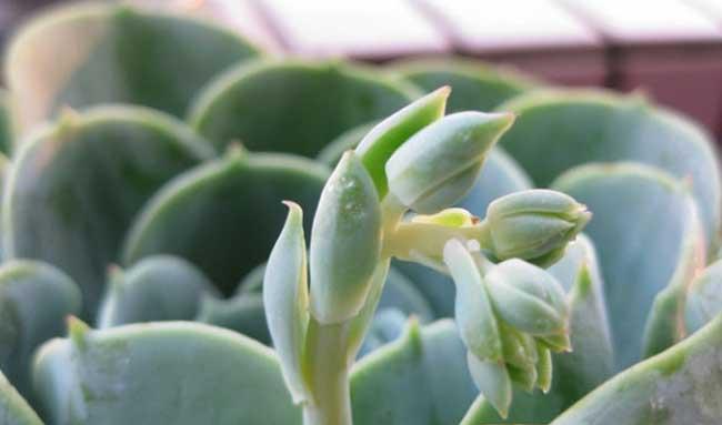 花卉怎么养