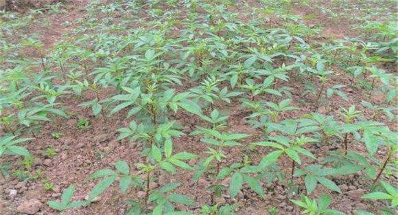 花椒的播种方法