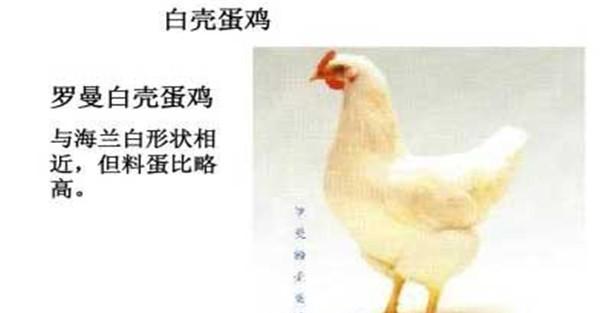 白壳蛋鸡