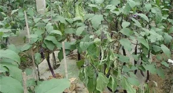 如何防治茄子黄萎病