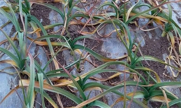 什么是大蒜退化现象