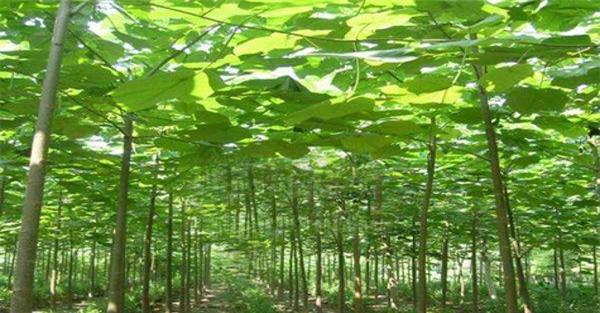 泡桐种植技术要点