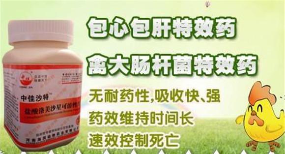 鸡大肠杆菌治疗方法
