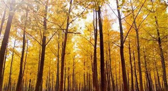 银杏种植的环境要求条件