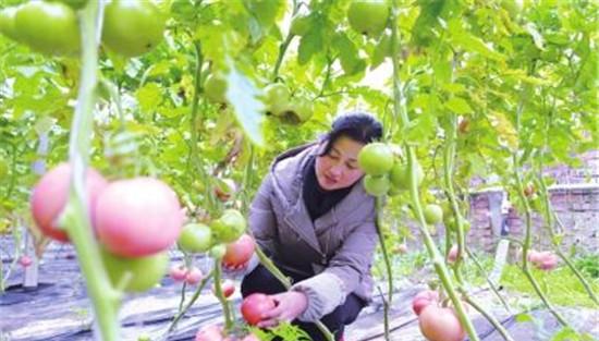 观光采摘果园栽培种植果树品种有何要求