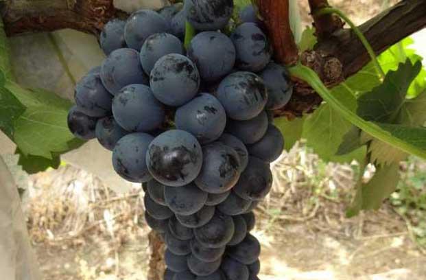 夏黑葡萄图片