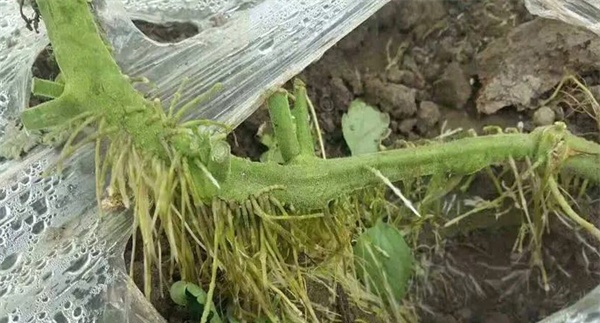 如何保护好番茄的不定根