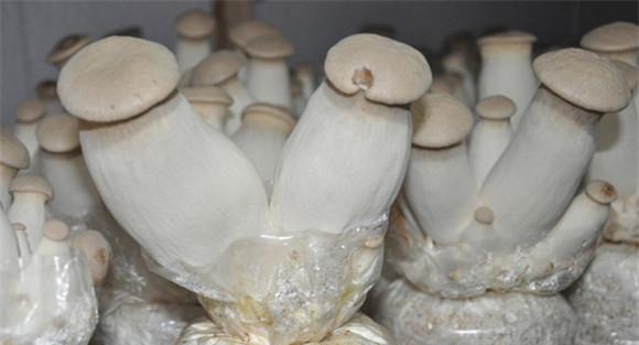 杏鲍菇栽培技术
