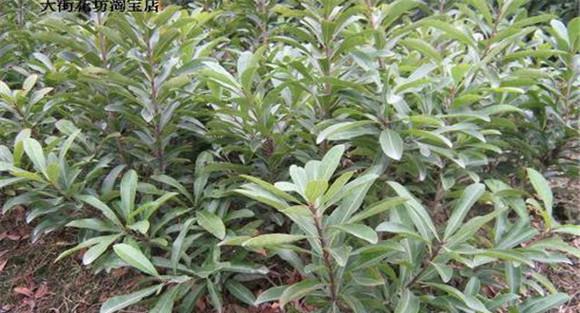 杨梅的定植要求