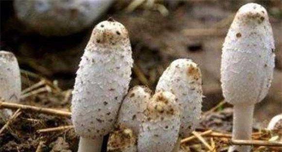 鸡腿菇对光照条件的要求
