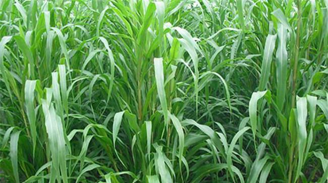 养牛种植什么牧草最好