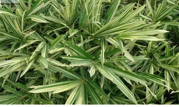 如何栽培和养护菲白竹