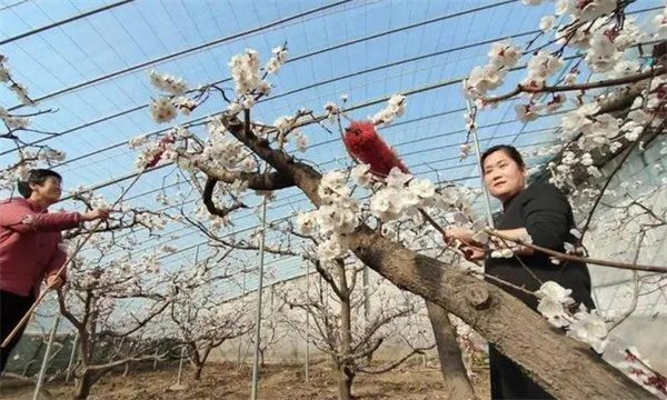 杏设施栽培怎样调控环境