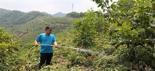 核桃浇水量的确定