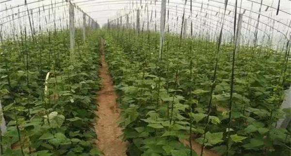 芸豆定植后的管理