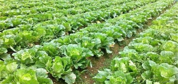 大白菜莲座期浇水技术