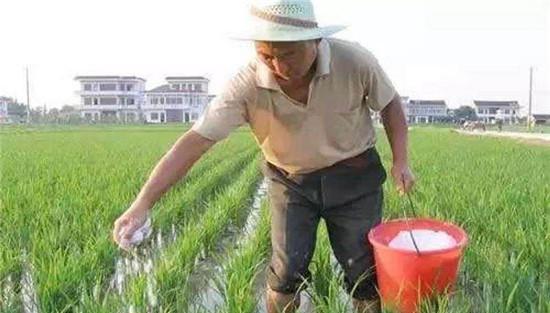 直播稻的施肥方法
