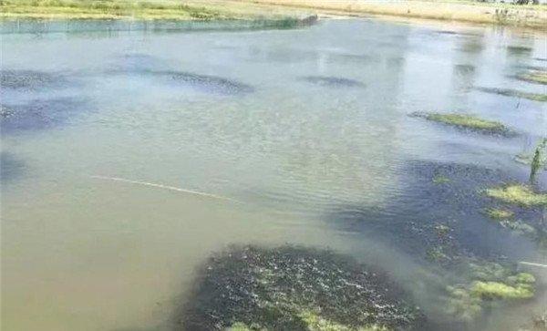 抓紧鱼池清整
